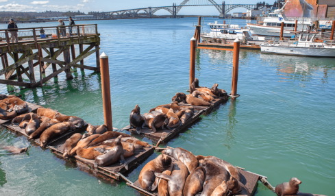 Explore The Dungeness Crab Capital of the World®